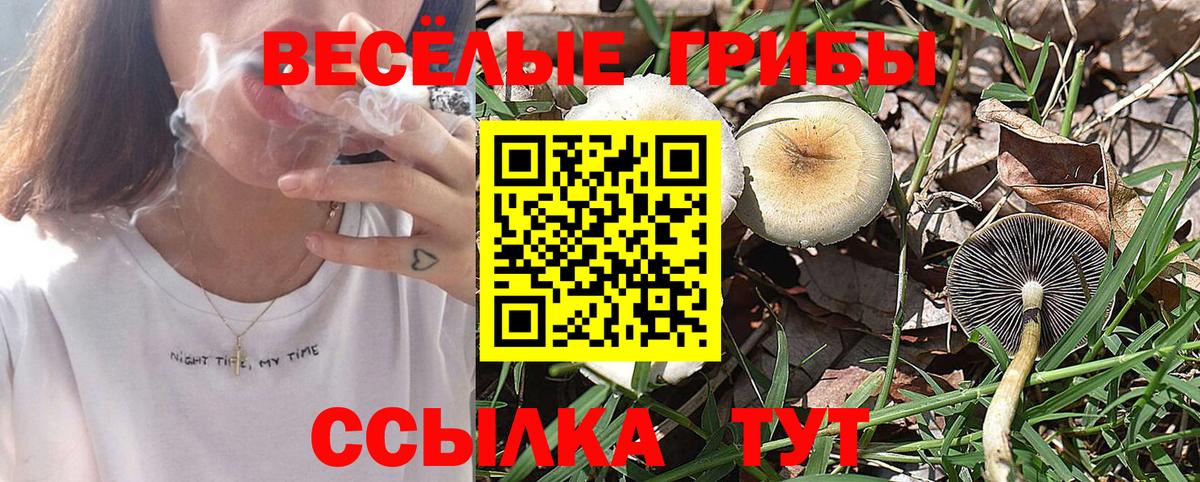 где купить   Псилоцибиновые грибы Psilocybe  Вход с VPN  Псилоцибиновые грибы ЛСД  Новочеркасск 